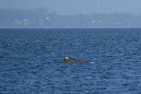 Zurück im Wasser: Buckelwal schwimmt vor Niendorf wieder frei in der Ostsee