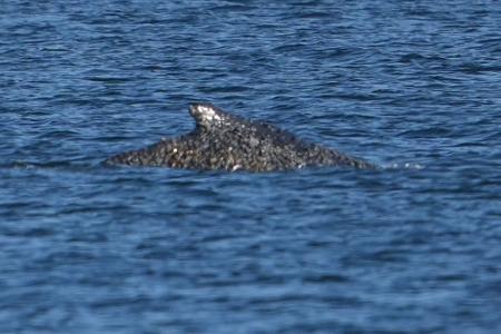 Der Buckelwal konnte sich befreien und schwimmt nun in der Lübecker Bucht.