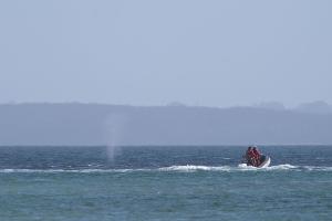 Der zeitweise vor Timmendorfer Strand gestrandete Buckelwal sorgte auch davor schon für Schlagzeilen.