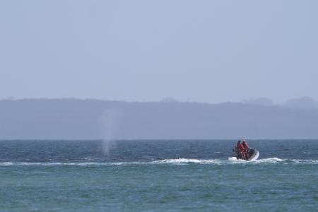Der zeitweise vor Timmendorfer Strand gestrandete Buckelwal sorgte auch davor schon für Schlagzeilen.