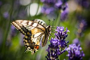 Lavendel ist bei verschiedenen Schmetterlingsarten wie auch dem Schwalbenschwanz beliebt. (Archivbild)