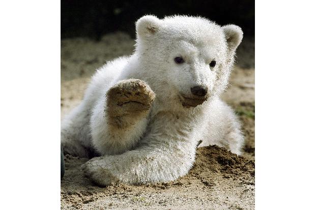 Eisbär-Baby Knut grüßt 2007 mit erhobener Tatze.