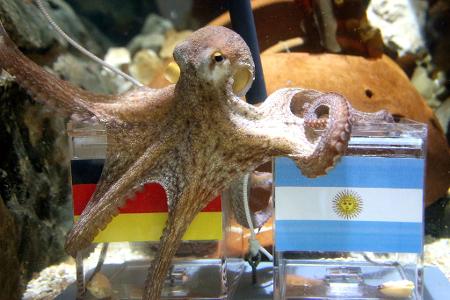 War ganz schön schlau: Krake Paul.