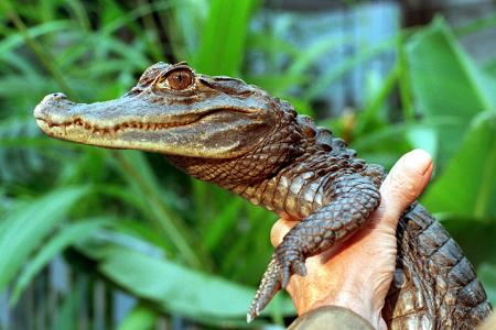 Sammy entkam an einem Badesee.