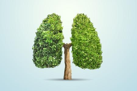 Lungen füllen mit Waldluft