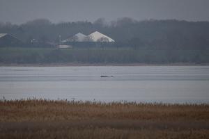 Greenpeace hofft, dass sich der Wal selbst befreien kann. 