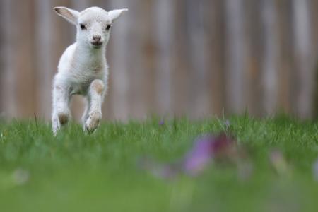 Luisl, das Lämmchen, springt über ein Wiese.