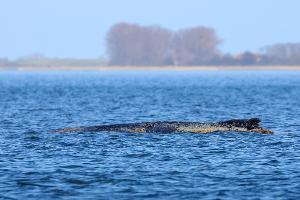 Der Buckelwal braucht Ruhe.