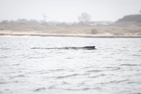 Der Buckelwal liegt noch immer in der Wismarer Bucht.