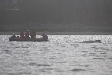 Der Wal soll jetzt in Ruhe gelassen werden - aber schafft er es aus eigener Kraft?