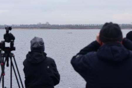 Der Wal lag am Sonntag wenige Hundert Meter vom Festland entfernt. 