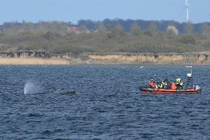 Der Buckelwal war zunächst in der Nacht zum 23. März auf einer Sandbank in Schleswig-Holstein am Timmendorfer Strand gestrandet.