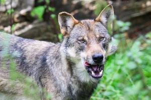 Die Polizei geht davon aus, dass es sich bei dem eingefangenen Wolf um ein zuvor in Blankenese gesichtetes Tier handelt. (Symbolbild)