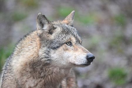 Ein Wolf verletzt eine Frau in der Einkaufsmeile Große Bergstraße. (Symbolbild)