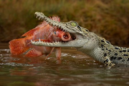Krokodil mit Beute im Maul