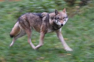 Laut Polizei hat der Wolf eine Frau gebissen und verletzt. (Symbolbild)