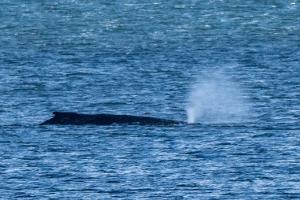 Der Buckelwal lag zuletzt vor der Insel Poel. (Archivbild) 