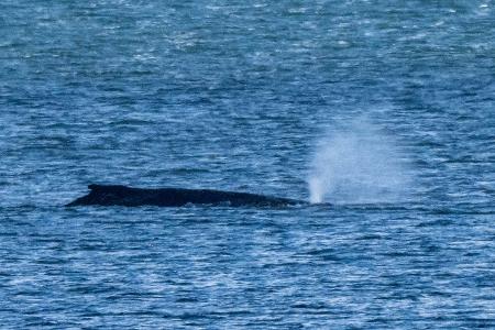 Der Buckelwal lag zuletzt vor der Insel Poel. (Archivbild) 