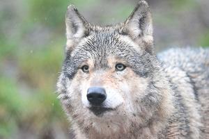 Nachdem ein Wolf eine Frau in Hamburg verletzt hat, ist noch unklar, was mit dem Tier passieren wird. (Symbolbild)