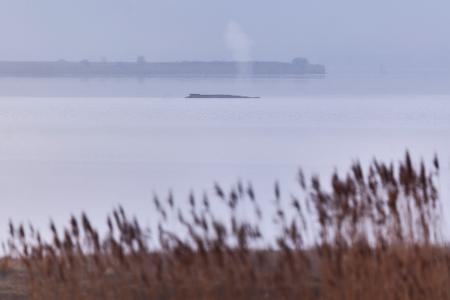 Die Atemfrequenz des Wals war laut Fachleuten zuletzt unregelmäßig.