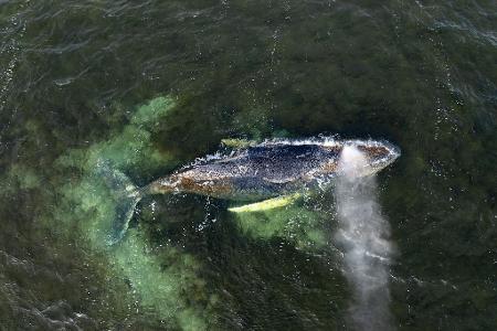 Der Wal ist seit Wochen an der Ostseeküste unterwegs. (Archivbild)
