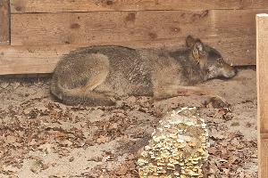 Die Wildtierauffangstation bei Sachsenhagen hat den Wolf aus Hamburg aufgenommen. (Handout)