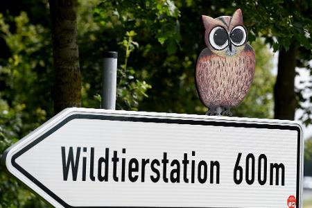 Der Hamburger Wolf soll nach Sachsenhagen gebracht worden sein. 