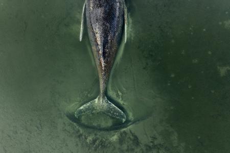 Der genaue Zustand des Buckelwals ist unklar.