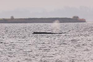 Um den Buckelwal herum ist eine Sperrzone eingerichtet worden.
