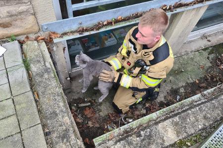 Katze aus Lichtschacht befreit