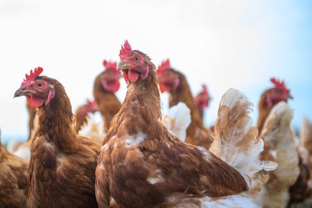 Wegen Vogelgrippe und Newcastle Disease sind in den vergangenen Monaten Hunderttausende Legehennen gestorben. (Symbolbild)