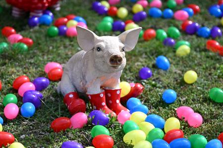 Auch zahlreiche Tiere wie etwa dieses Schwein oder auch eine Giraffe und zahlreiche Affen stehen zwischen den bunten Eiern.
