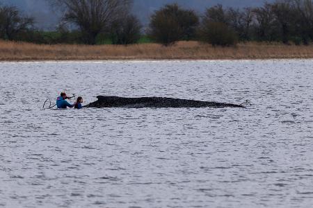 Fachleute hatten die Hilfsaktion laut Umweltministerium empfohlen.