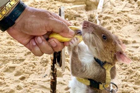 Minensuchratten werden vor allem mit Bananen und Erdnüssen belohnt. 