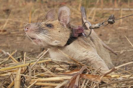 Magawa war ein wahrer Meisterschnüffler, wenn es um Minen ging. (Archivbild)