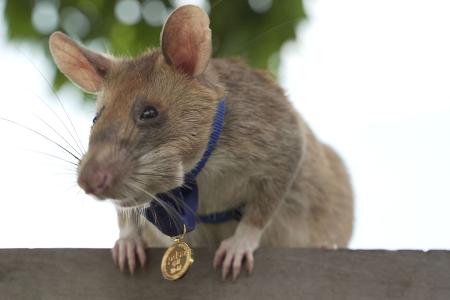 2020 bekam Magawa bereits für seine Leistungen eine spezielle Medaille - als erste Ratte überhaupt. (Archivbild)