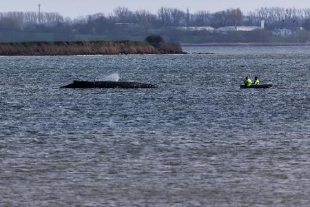 Einsatzkräfte der Feuerwehr benetzen den Rücken des Wals, der aus dem Wasser ragt. 