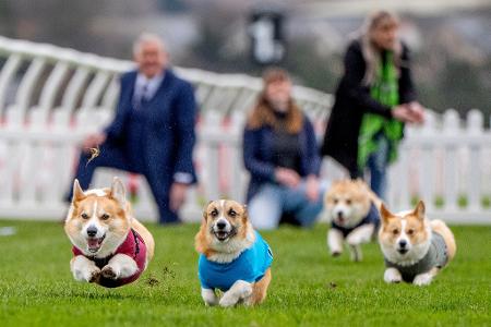 Teilnehmer beim Corgi-Derby auf der Musselburgh-Rennbahn. Das Rennen ist Teil der Oster-Feierlichkeiten auf einer Galopprennbahn.