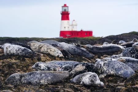 Kegelrobben-Kolonie auf den Farne-Inseln vor Northumberland