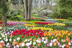 Keukenhof Niederlande