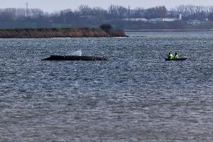 Einsatzkräfte der Feuerwehr benetzen den Rücken des Wals, der aus dem Wasser ragt.
