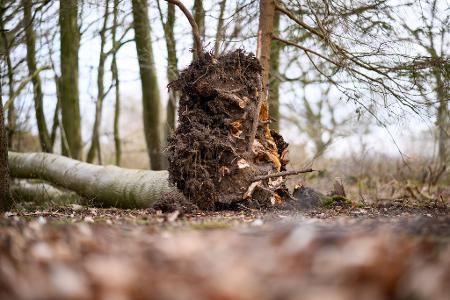 Dieser Baum stürzt südöstlich von Flensburg auf eine Gruppe Menschen.