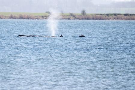 Einsatzkräfte beim Buckelwal