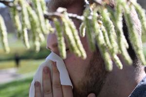 Birkenpollen sind nun auf dem Saisonhöhepunkt. (Symbolbild)