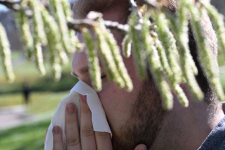 Birkenpollen sind nun auf dem Saisonhöhepunkt. (Symbolbild)