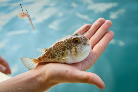 Kugelfisch auf einer Hand liegend