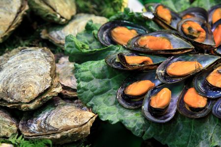 Muscheln drapiert auf einem Brett