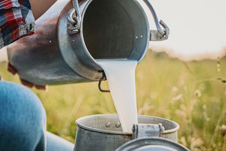 Rohmilch wird in Milchkanne gekippt