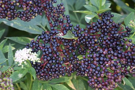 Holunderbeeren am Strauch