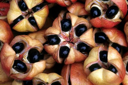 Ackee-Früchte